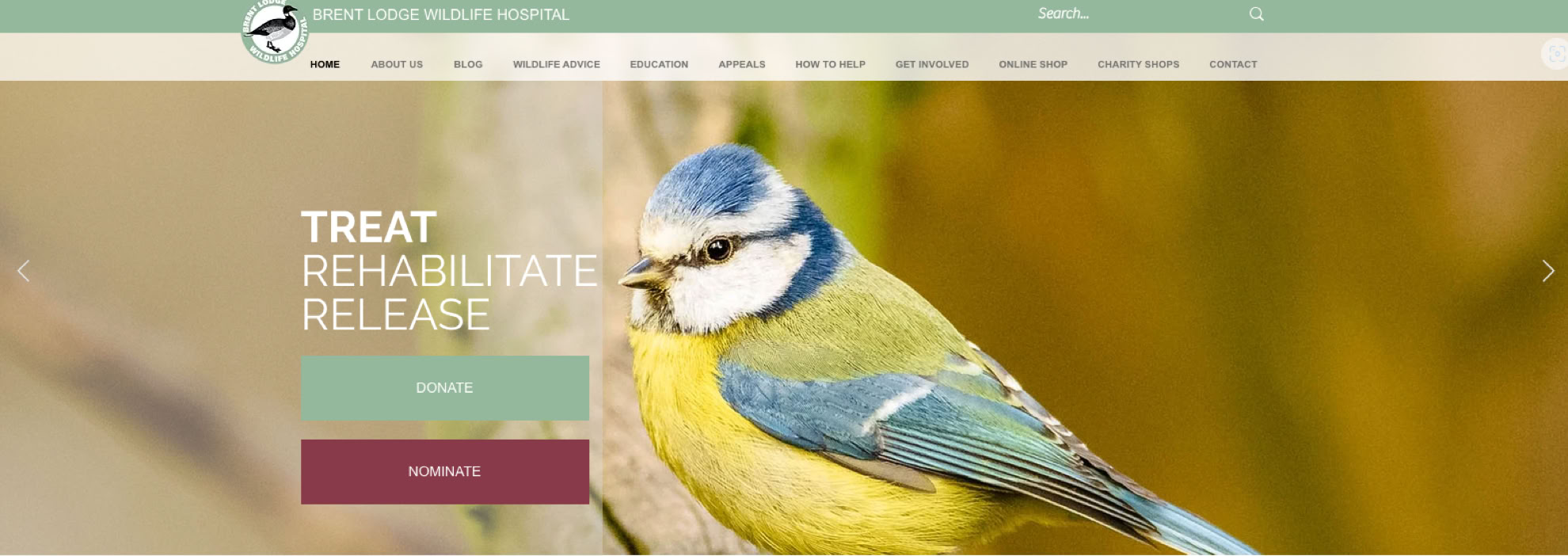 Brent wildlife hospital immage of blue tit